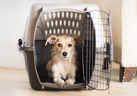 Petmate Vari Ultra Pet Kennel Carrier – Petsense