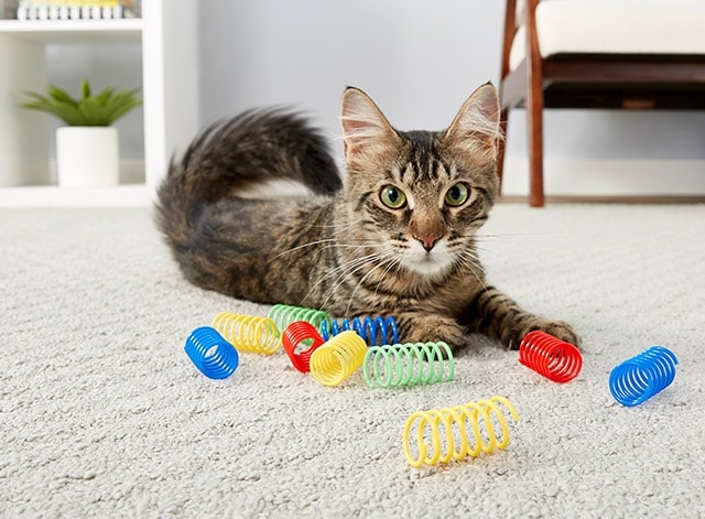 Kittio – Cat Toys With Purpose