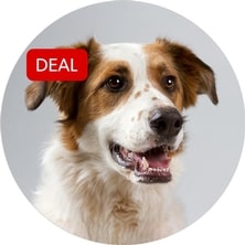 Dog Deals