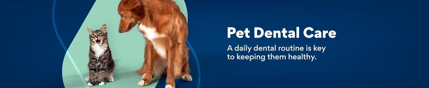Pet Dental care. A daily dental routine is key to keeping them healthy.
