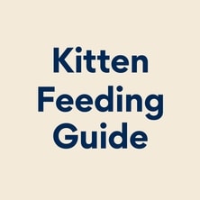 Kitten Feeding Guide