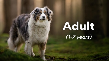 Adult (1-7 years)