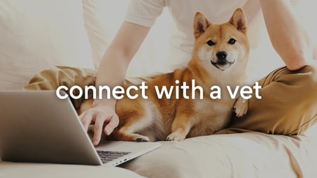 Connect with a Vet