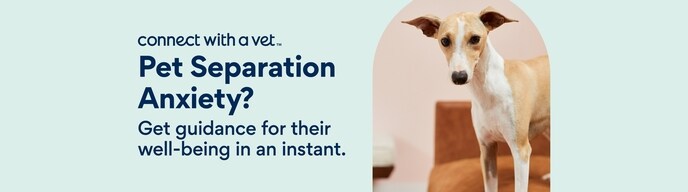 Connect with a Vet. Pet Separation Anxiety? Get guidance for their well-being in an instant.