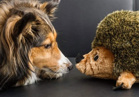 Outward Hound® Hedgehogz Dog Toy - Squeaker, dog Plush Toys