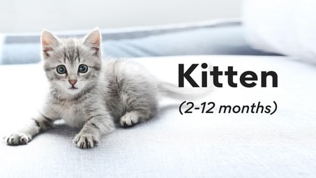 Kitten (2-12 months)