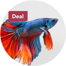 Fish Deals