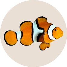 Fish Supplies: Food, Aquariums, Filters & More (Free Shipping) | Chewy