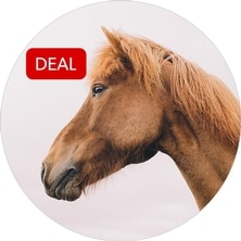 Horse Deals