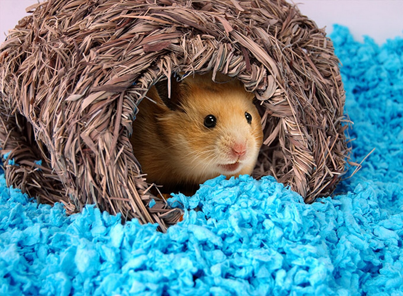 50 L Carefresh Complete Confetti Pet Bedding for Small Animals 