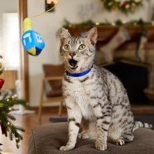 Shop holiday gifts for cats