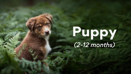 Puppy (2-12 months)