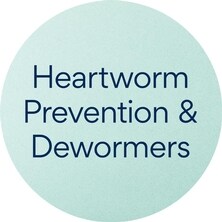 Cat Heartworm