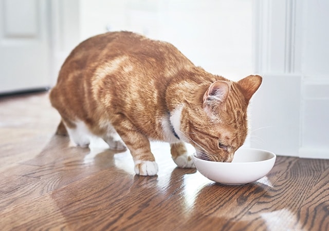 Hill's Prescription Diet Feline Gastrointestinal Biome Stew pour