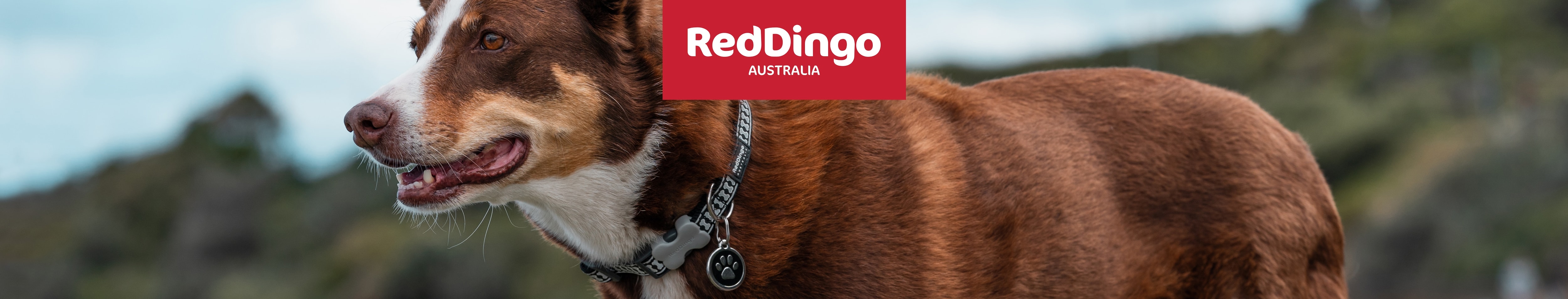 Pet Supplies : Red Dingo Designer Cat Collar, Cosmos Yellow : Pet Collars 