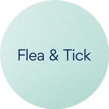 Cat Flea & Tick