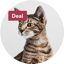 Cat Deals