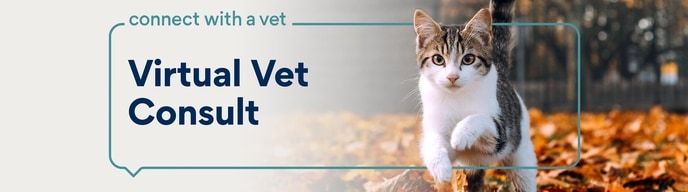 connect with a vet