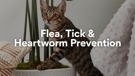 Flea, Tick & Heartworm Prevention
