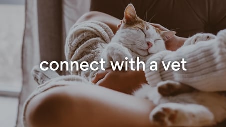 Connect with a Vet