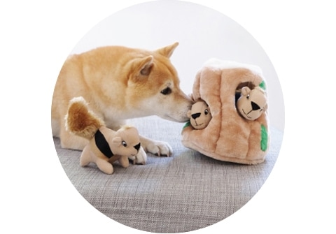 A Squirrel Squeaky Puzzle Plush Dog Toy