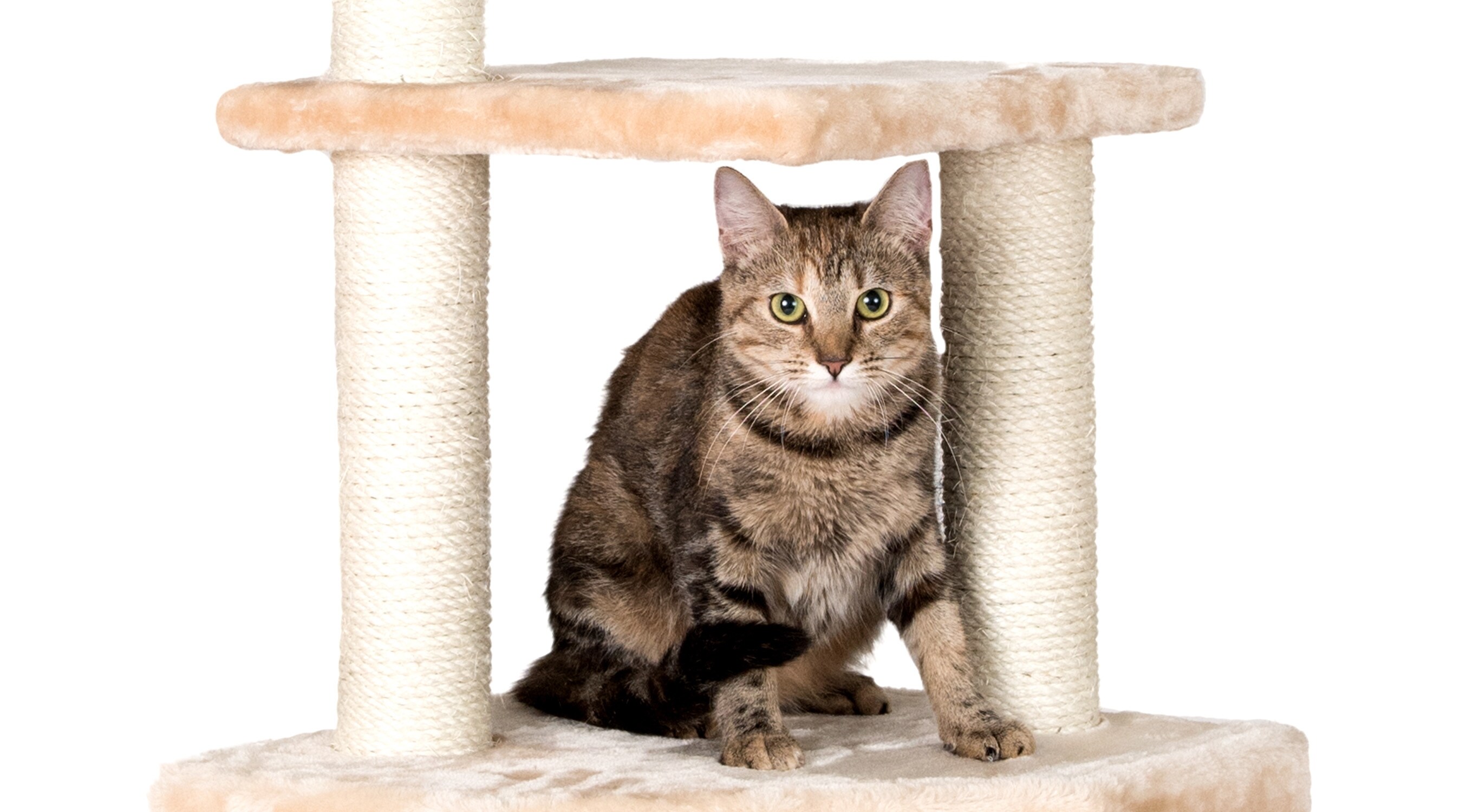 PAWMONA Scratching Post 32 Extra Thick and Tall Scratching Post for Climbing and Scratching Jumbo Scratching Post with Natural Sisal Wrapping 