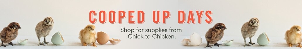 Cooped Up Days. Shop for supplies from chick to chicken.