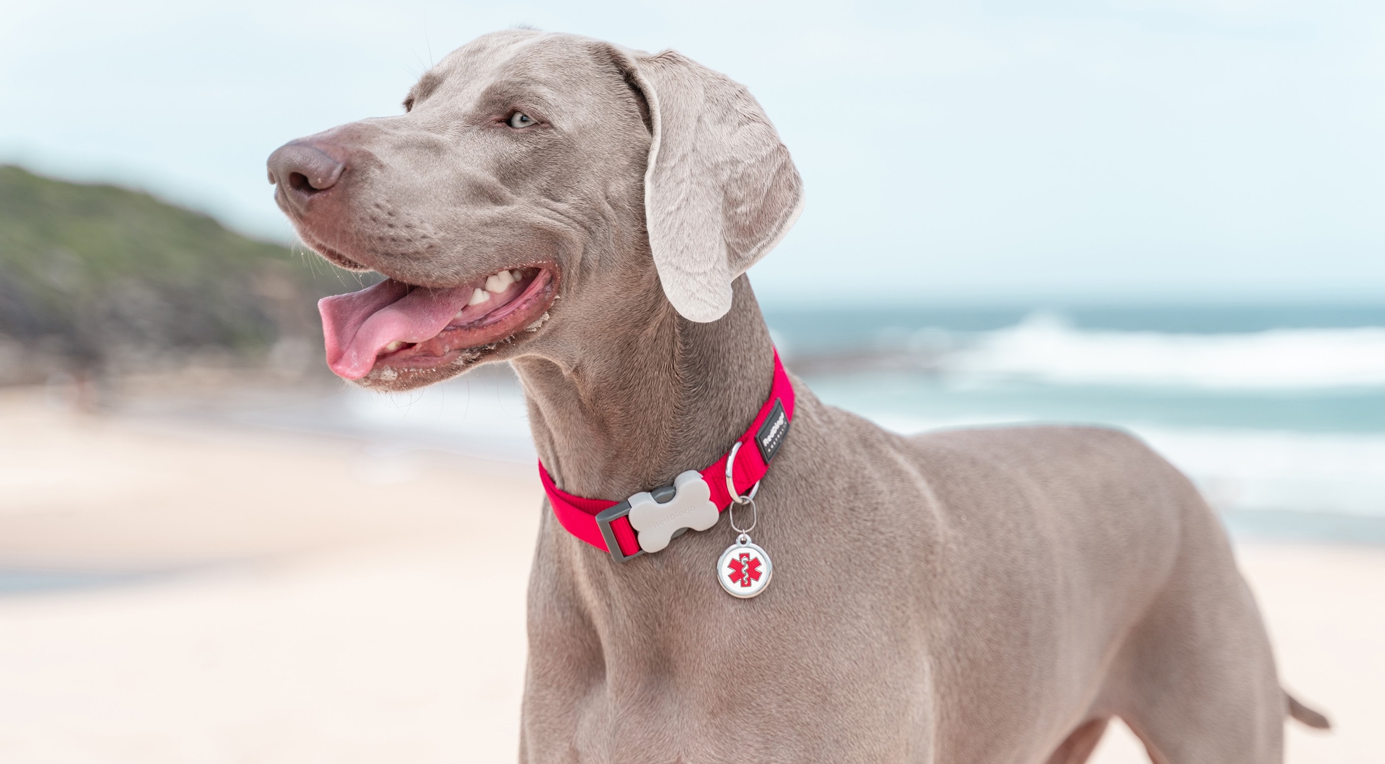 Red Dingo Classic Dog Collar, Medium Blue, 25-mm