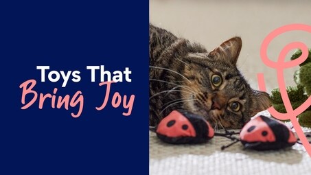 Toys that Bring Joy