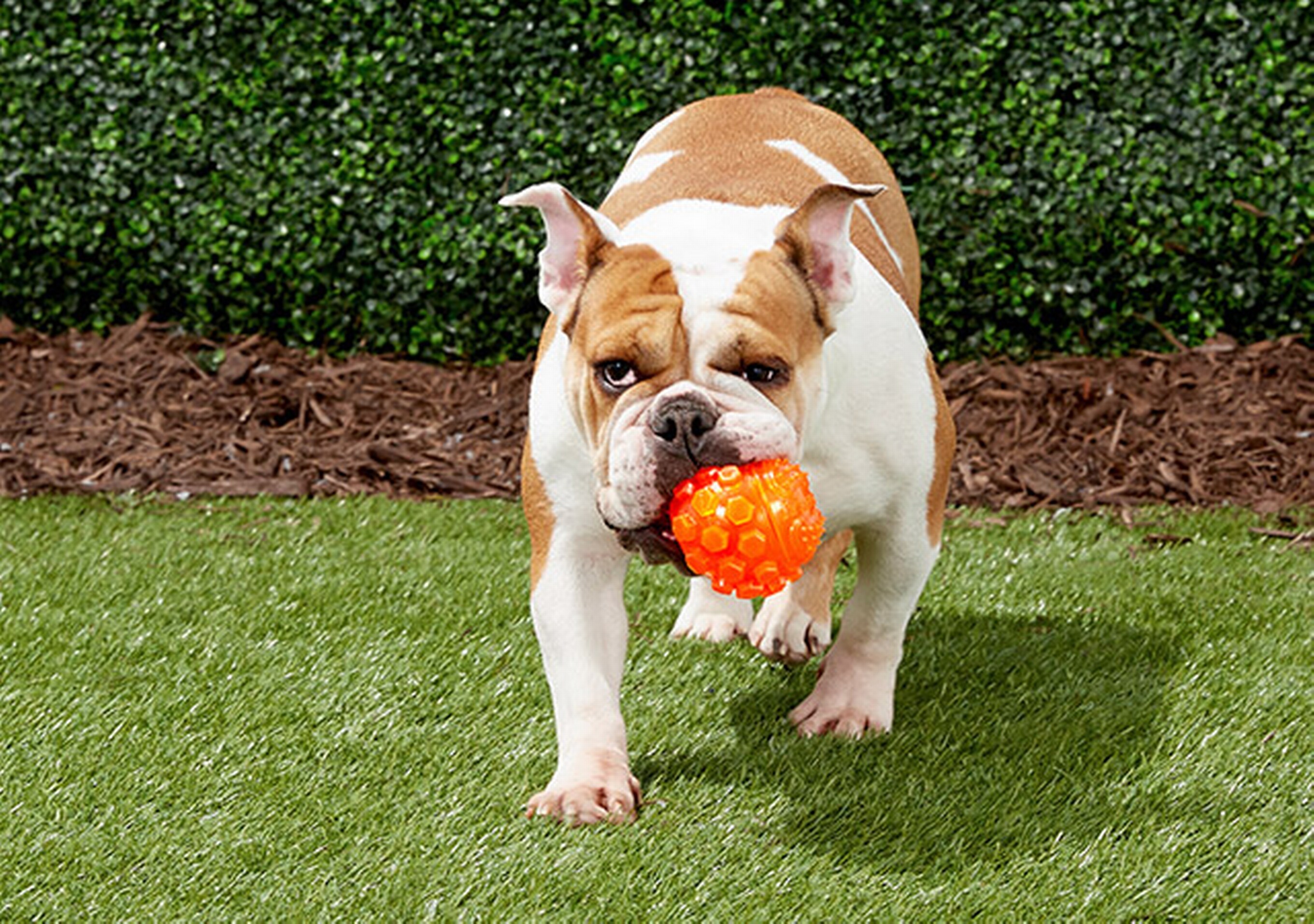 Go-Frrr Ball Medium LAUNCHER FLOAT Fetch Flying Rubber Water play Pet Dog toy 