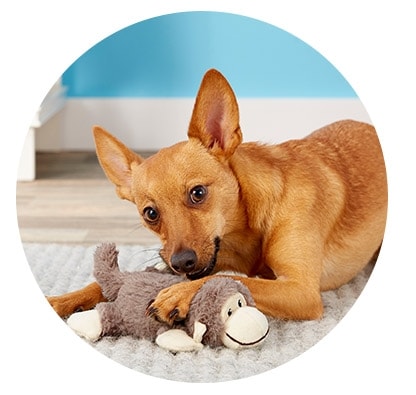 WOOZAPET Minimalist Squeaky Interactive Dog Toy – Elite Pet Distributors