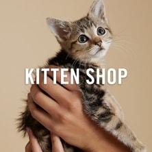 Kitten Shop