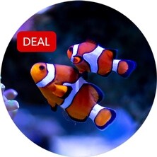 Fish Deals