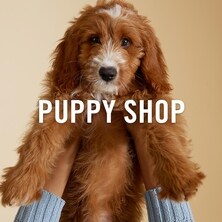 Puppy Shop