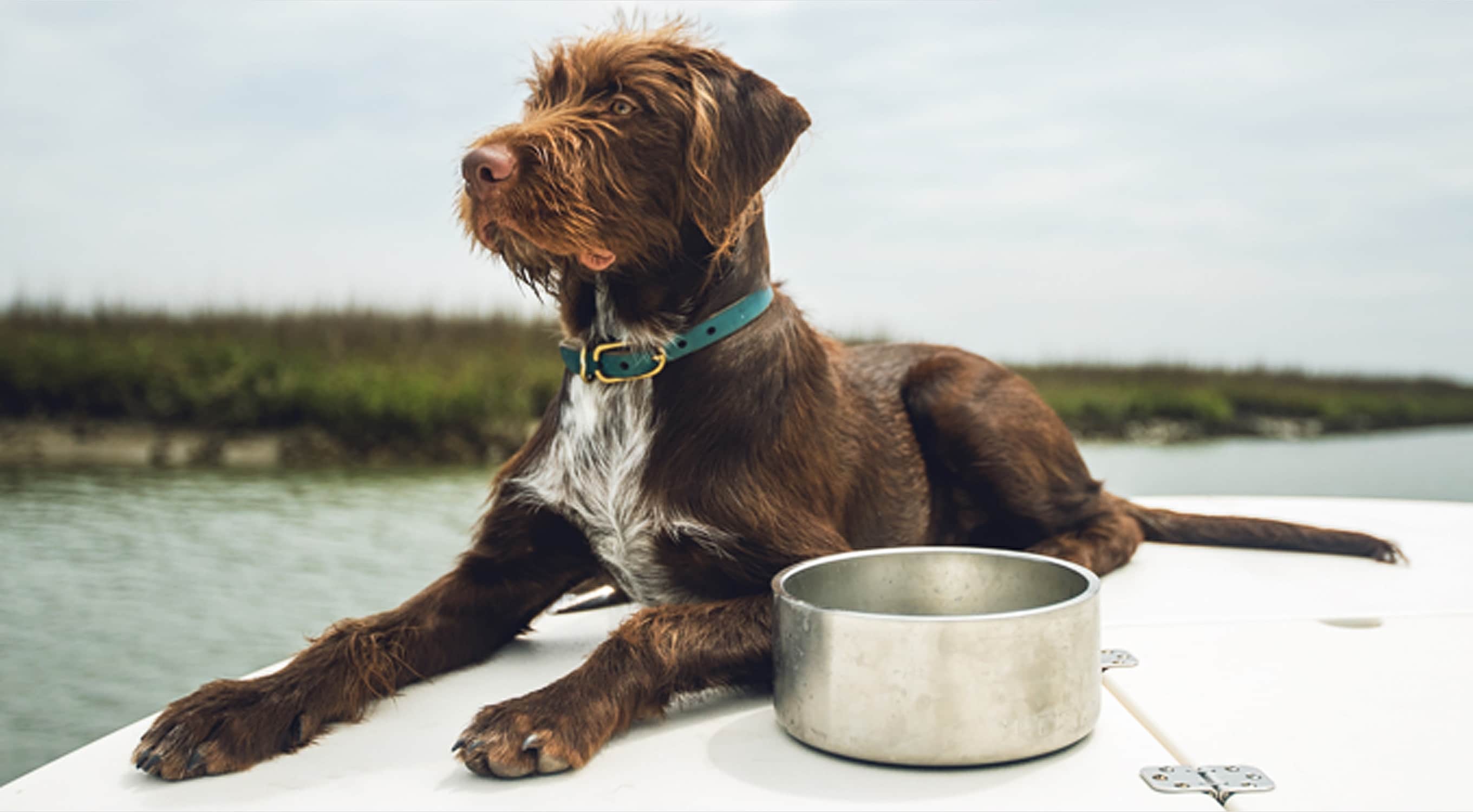 Yeti Dog Bowl Review: Features, Pricing & More (With Personal