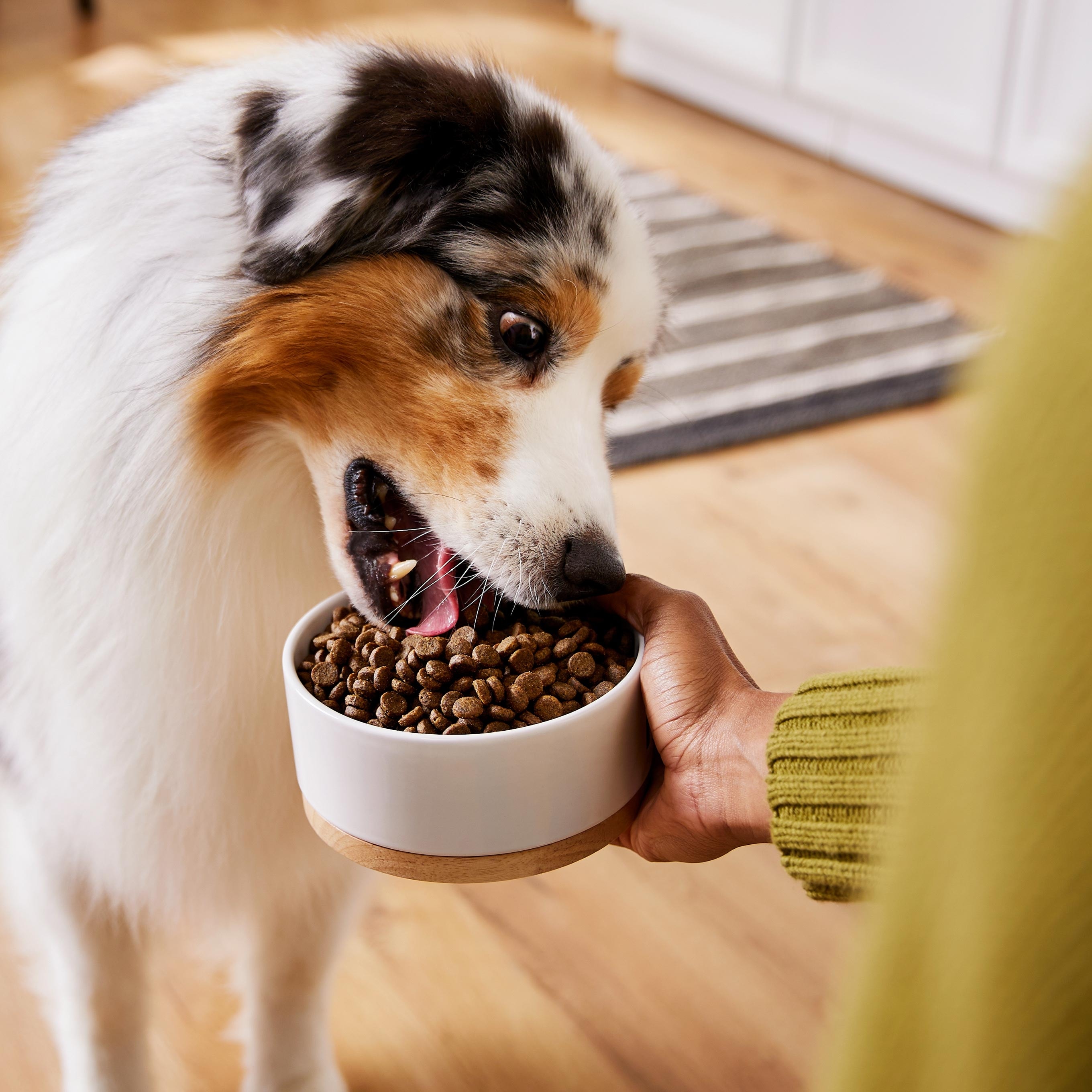 Protein for Pets: Sources, Allergies, Feeding Guidelines | BeChewy