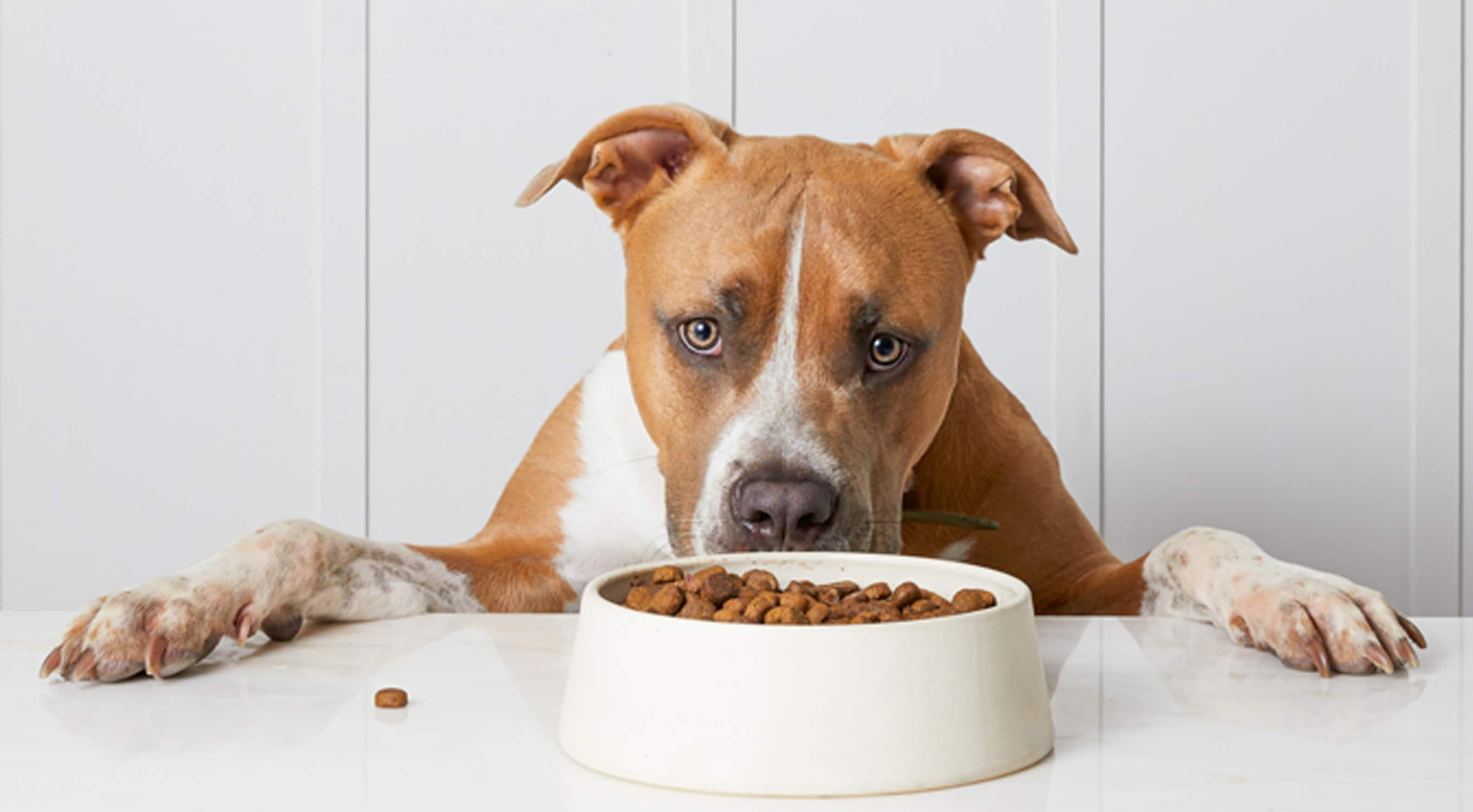Making Delicious and Nutritious Food for My Dogs - The Martha Stewart Blog