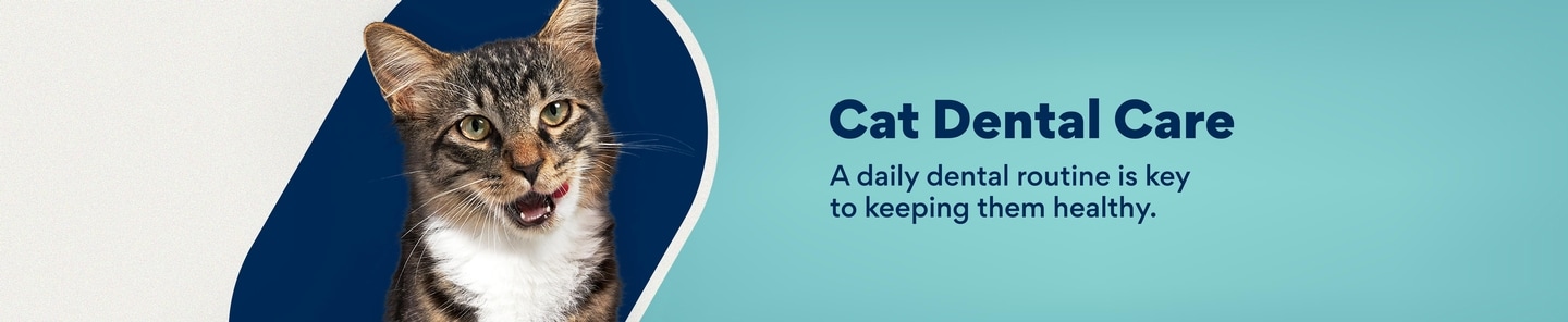 cat dental care. A daily dental routine is key to keeping them healthy