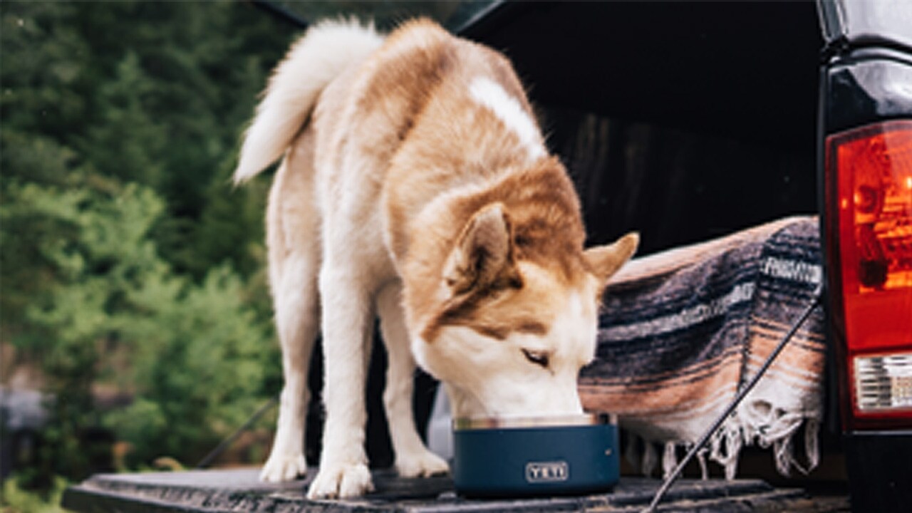 Yeti BOOMER 4 DOG BOWL HIGHLANDS OLIVE - Woods Lumber Independence