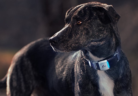 About Fi Smart Dog Collar