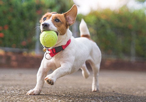 Dog Playing With Ball