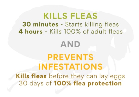 Flea Treatment and Prevention