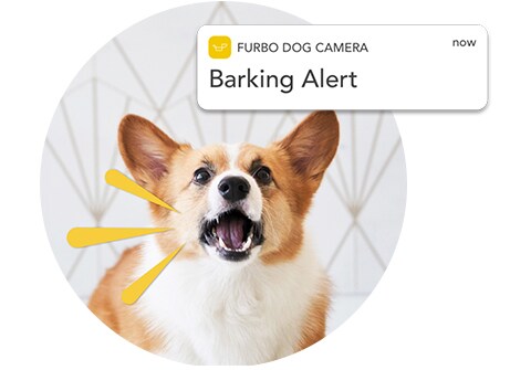 Barking Alert