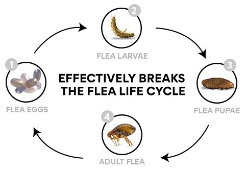 Flea Lifecycle