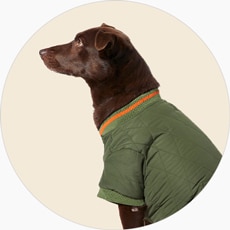 chewy dog shirts